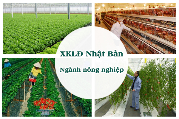 Tuyển lao động ngành  may mặc tại Fukuyama